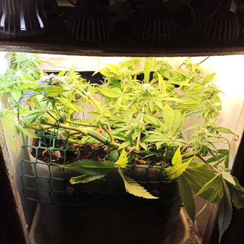 Kalashnikova #1 growlog timeline photo