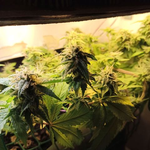 Kalashnikova #1 growlog timeline photo