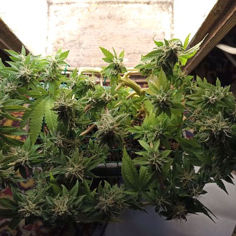 Kalashnikova #1 growlog timeline photo