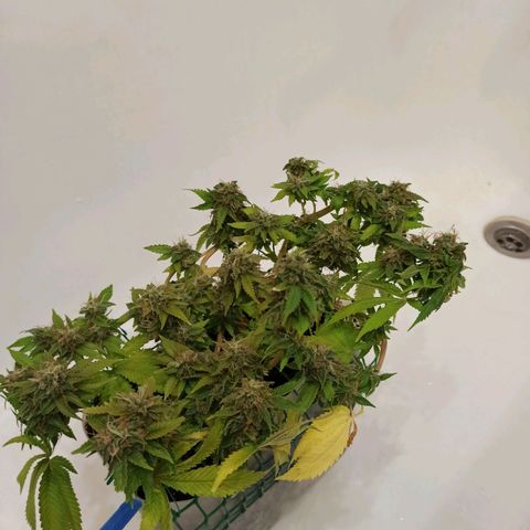 Kalashnikova #1 growlog timeline photo