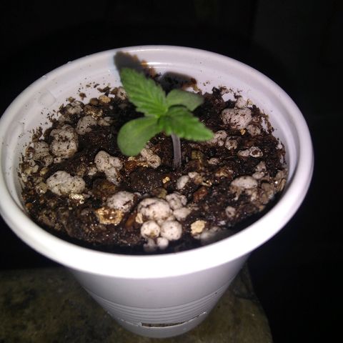 Roxana growlog photo: Primer aplicacion de treemix pro