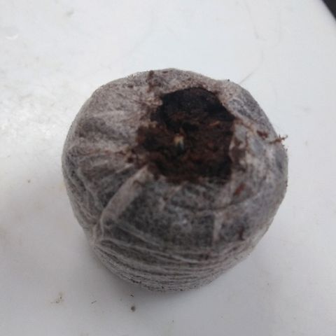 Chichita growlog timeline photo
