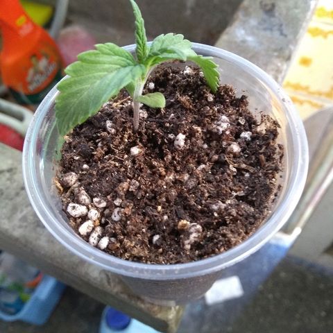 Roxana growlog timeline photo