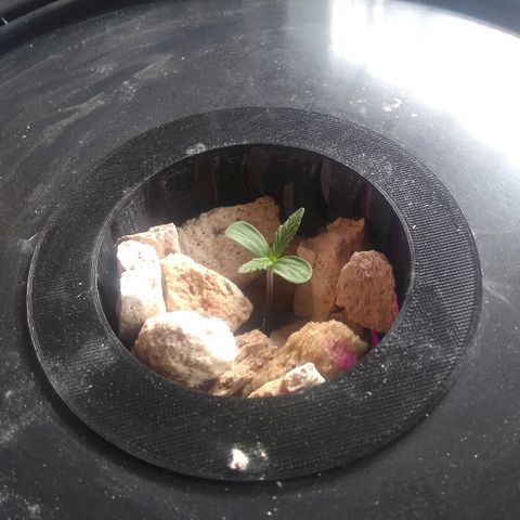 Chichita growlog timeline photo