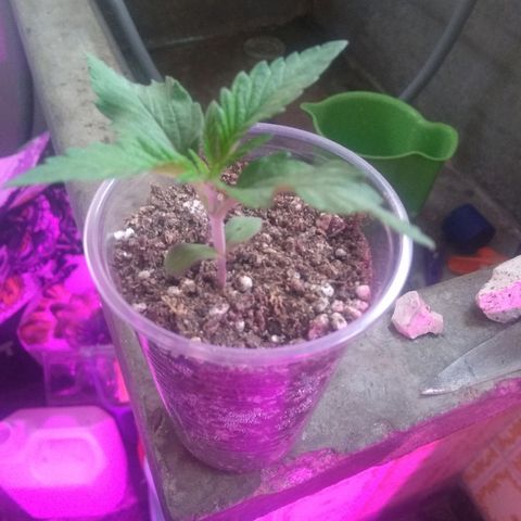 Roxana growlog timeline photo