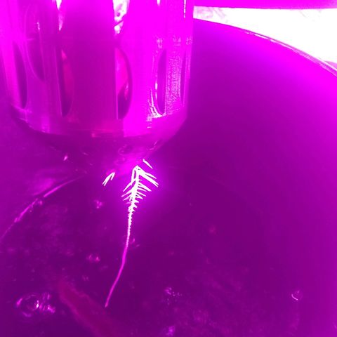 Chichita growlog timeline photo