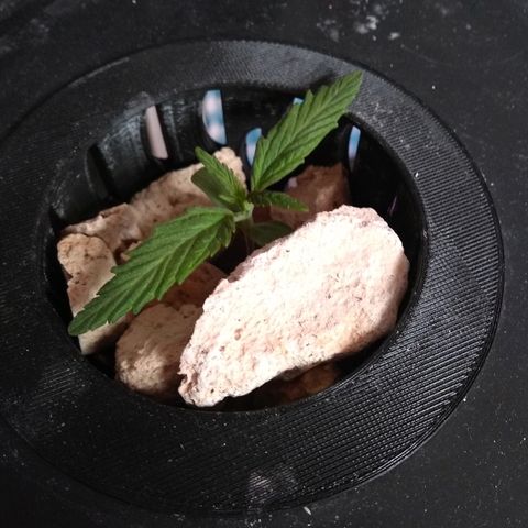 Chichita growlog timeline photo