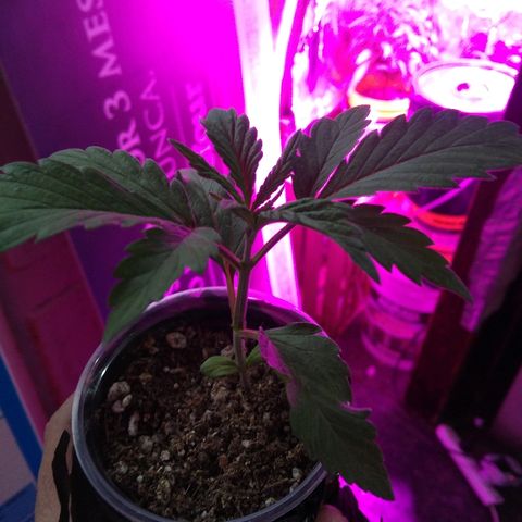 Roxana growlog timeline photo
