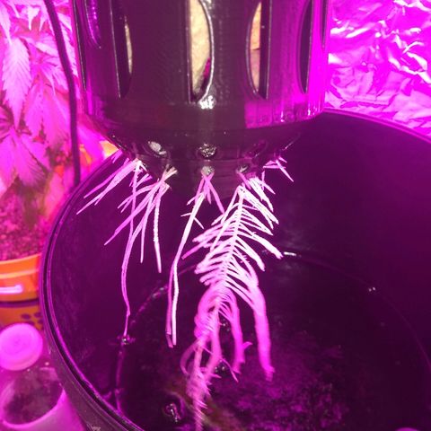 Chichita growlog timeline photo