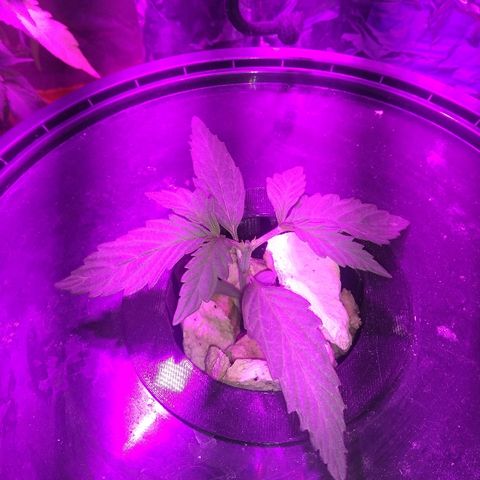 Chichita growlog timeline photo