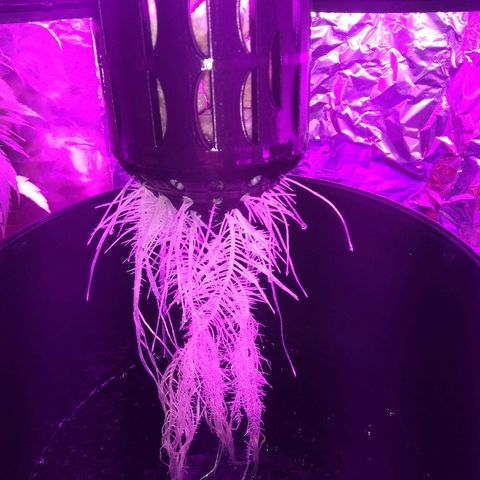 Chichita growlog timeline photo