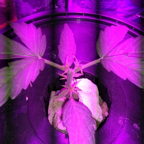 Chichita growlog timeline photo