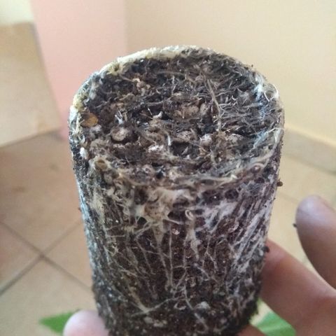 Roxana growlog timeline photo