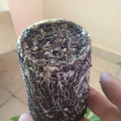 Roxana growlog timeline photo