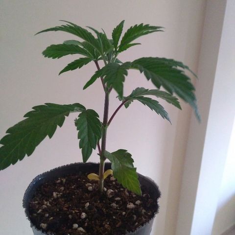 Roxana growlog timeline photo