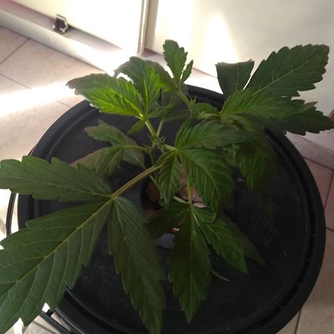Chichita growlog timeline photo