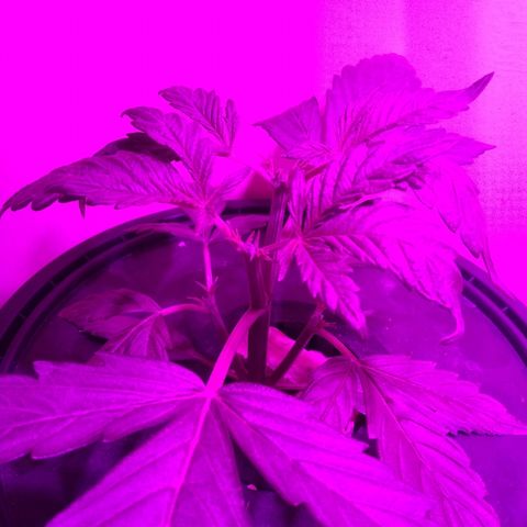 Chichita growlog timeline photo