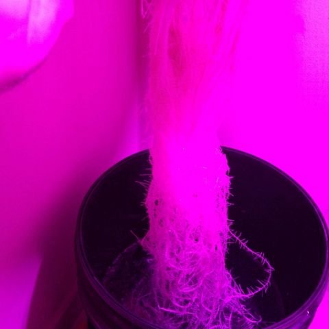 Chichita growlog timeline photo