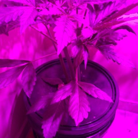 Chichita growlog timeline photo