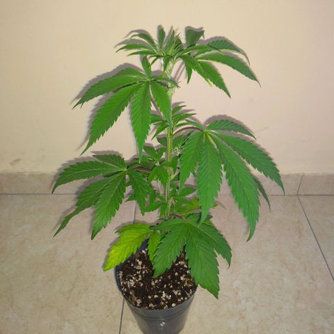 Roxana growlog timeline photo