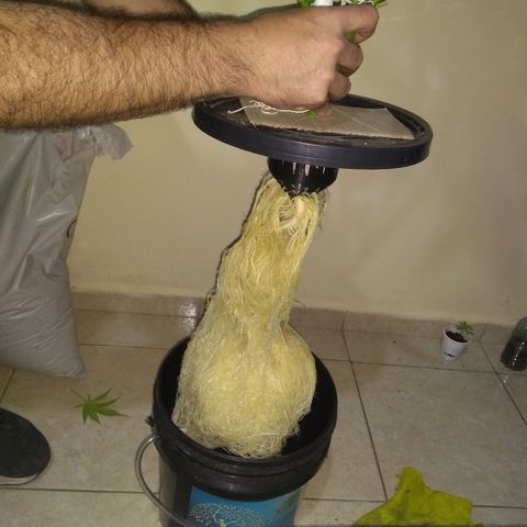 Chichita growlog timeline photo
