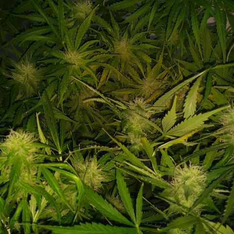 Chichita growlog timeline photo