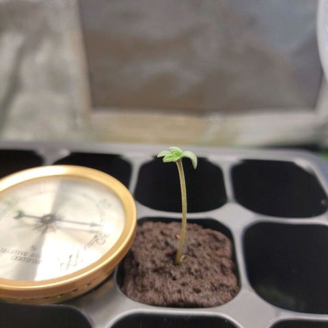 Banana Kush Auto 1 growlog photo: Jumped to 3 inches over night.  Increased light to 30% and gave a little water.