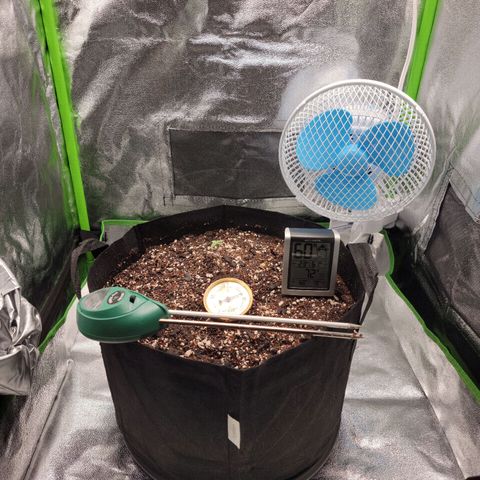 Banana Kush Auto 1 growlog photo: Seed plug showing roots out the side and growth slowed.  Removed from planter and put in pot.  