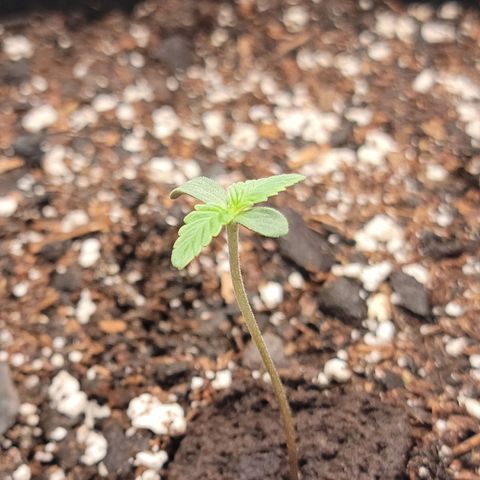 Banana Kush Auto 1 growlog timeline photo