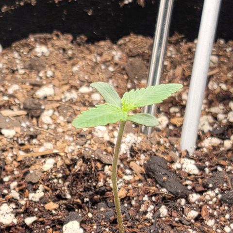 Banana Kush Auto 1 growlog timeline photo