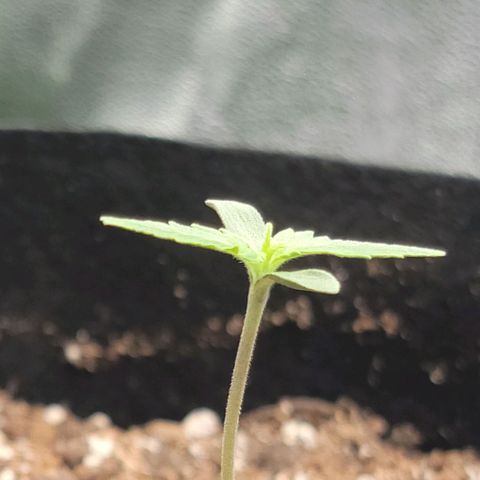 Banana Kush Auto 1 growlog photo: Beginning of second set of leaves.