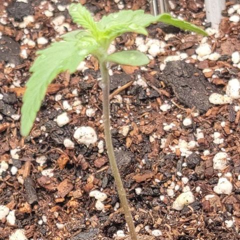 Banana Kush Auto 1 growlog timeline photo