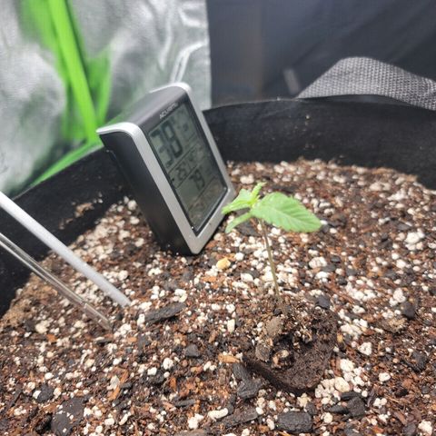 Banana Kush Auto 1 growlog timeline photo