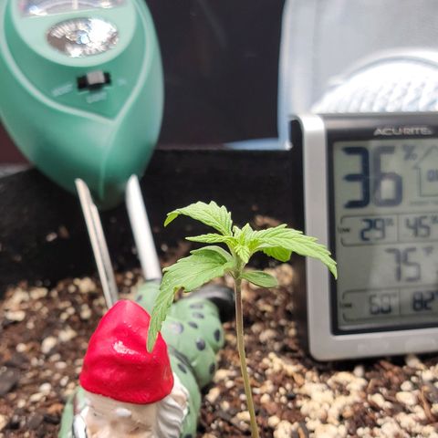 Banana Kush Auto 1 growlog timeline photo