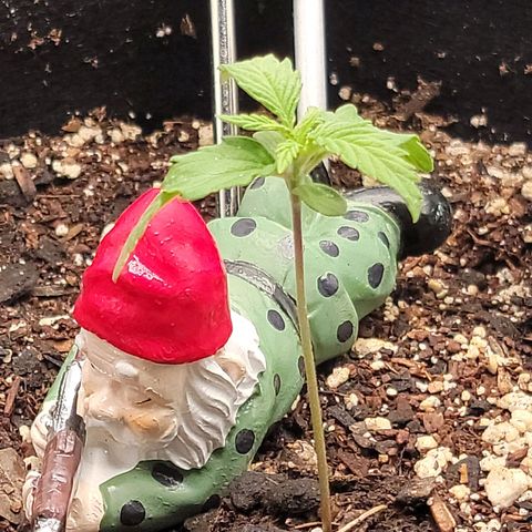 Banana Kush Auto 1 growlog timeline photo