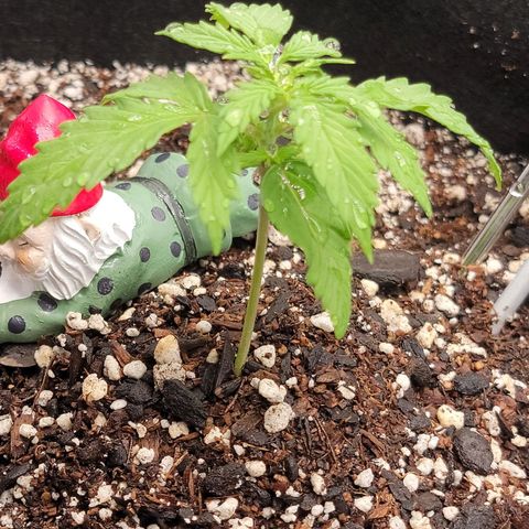 Banana Kush Auto 1 growlog timeline photo