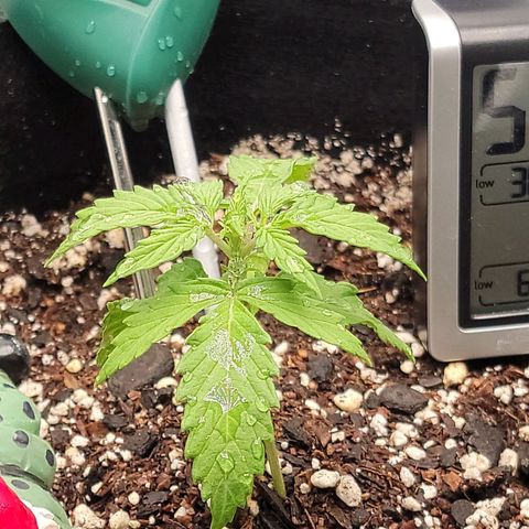 Banana Kush Auto 1 growlog timeline photo