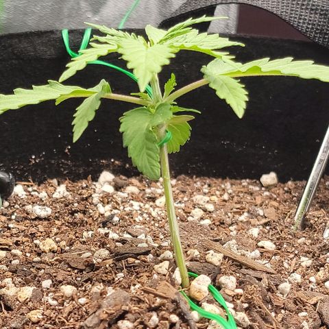 Banana Kush Auto 1 growlog photo: Began LST