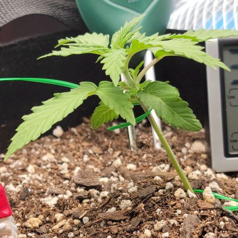 Banana Kush Auto 1 growlog photo: Began LST