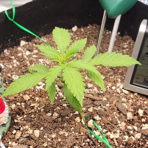 Banana Kush Auto 1 growlog photo: Began LST