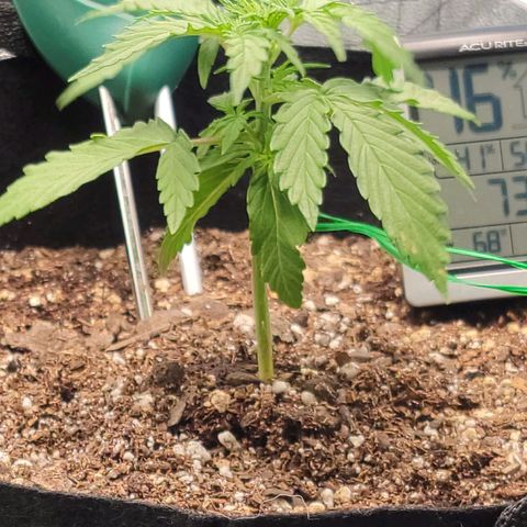 Banana Kush Auto 1 growlog timeline photo