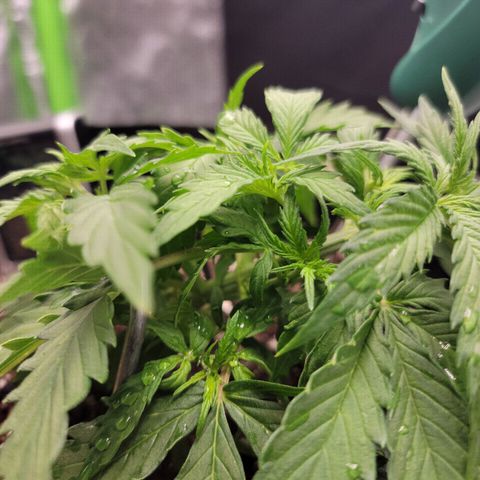Banana Kush Auto 1 growlog timeline photo