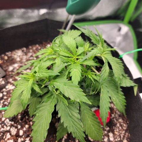 Banana Kush Auto 1 growlog timeline photo