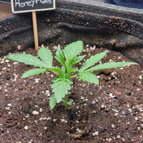 Honey Mints - Exotic Seed growlog timeline photo