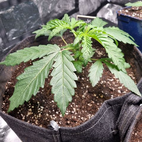 Honey Mints - Exotic Seed growlog timeline photo