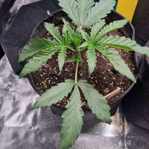 Honey Mints - Exotic Seed growlog timeline photo