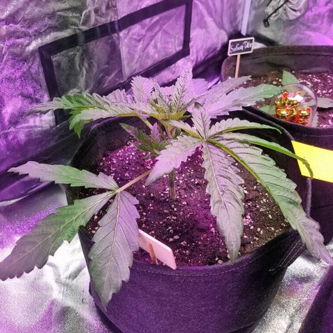 Honey Mints - Exotic Seed growlog timeline photo