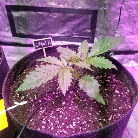 Kritikal K - Kannabia Seeds growlog timeline photo