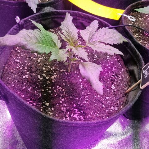 Colombian Jack - Kannabia Seeds growlog timeline photo