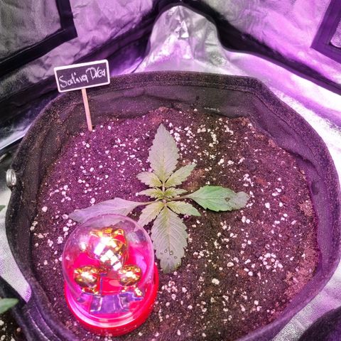 Sativa Dream - Kannabia Seeds growlog timeline photo